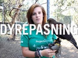 Dyrepasning Dyrepasning