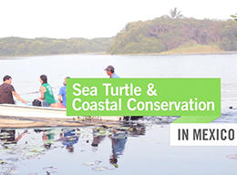 Sea Turtle & Coastal Conservation in Mexico Sea Turtle & Coastal Conservation in Mexico