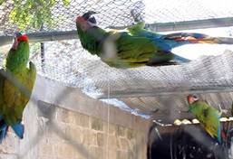 Médecine vétérinaire & soins animaliers au Mexique Médecine vétérinaire & soins animaliers au Mexique