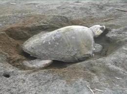 Conservation - Working with turtles Conservation - Working with turtles