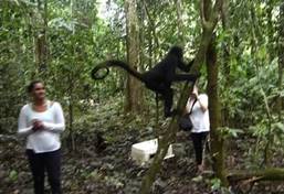 Ecovolontariat et environnement - libération de singes araignées au Pérou Ecovolontariat et environnement - libération de singes araignées au Pérou