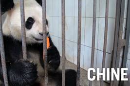 Médecine vétérinaire & soins animaliers avec Projects Abroad Médecine vétérinaire & soins animaliers avec Projects Abroad