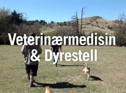 Veterinærmedisin & Dyrestell Veterinærmedisin & Dyrestell