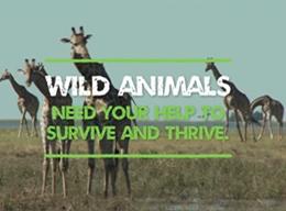 World Wildlife Day 2017 World Wildlife Day 2017