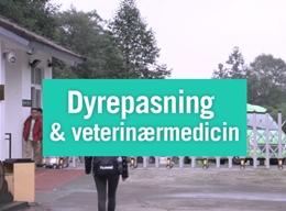 Dyrepasning Dyrepasning