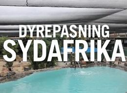 Dyrepasning Dyrepasning
