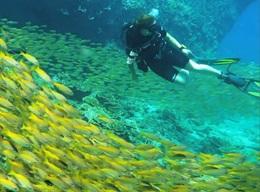 Dykking & Marinbevaring i Thailand Dykking & Marinbevaring i Thailand