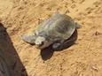 Video Naturschutz in Thailand/ Projects Abroad Video Naturschutz in Thailand/ Projects Abroad