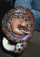 Eugenio mit einer Schlange Peru, Regenwald, Boa