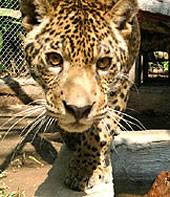 Ein Leopard! Peru, Regenwald, Jaguar