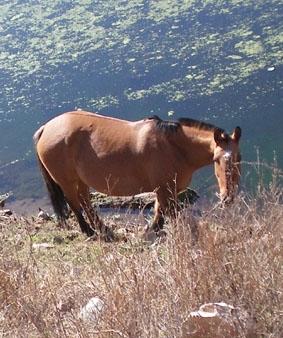 Tolle Landschaften Argentinien-Medizin-Pferd