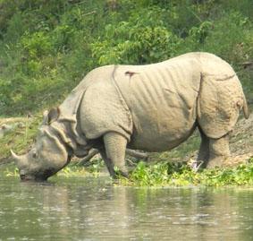 Im Chitwan Nationalpark: Das Nashorn kam hinter uns die Böschung hinunter um sich abzukühlen. nepal-physiotherapie-nashorn
