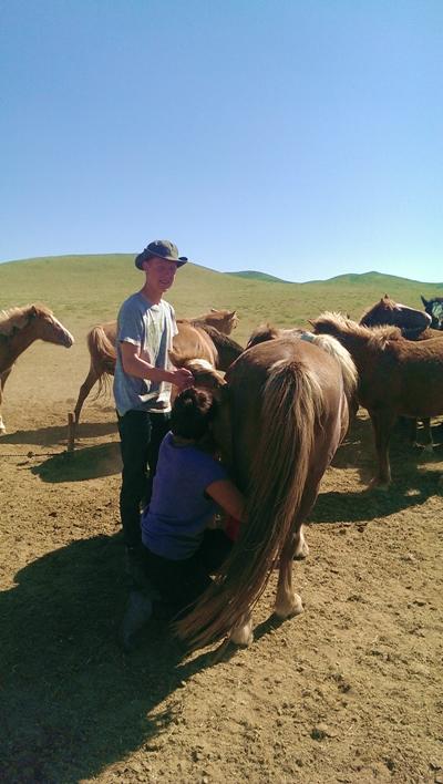 Nomaden-Projekt Mongolei, Projects Abroad Pferde im Nomaden-Projekt in der Mongolei