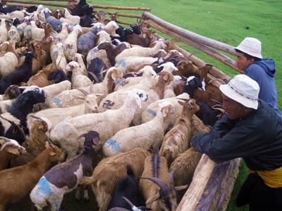 Nomaden-Projekt Mongolei, Projects Abroad Tiere der Nomaden-Familie in der Mongolei