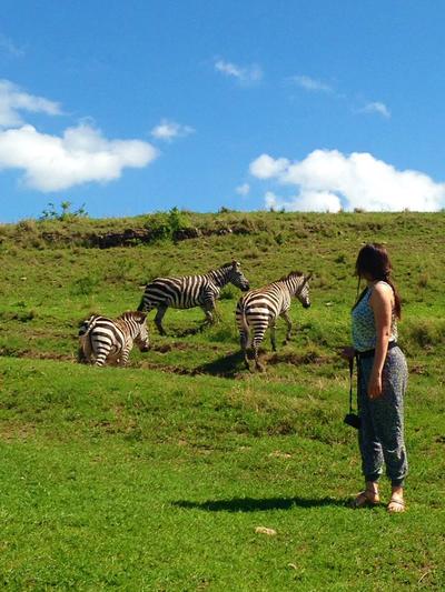 Zebras im Nationalpark Freiwillige mit Zebras in einem Nationalpark in Tansania