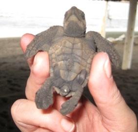 Meine erste Schildkröte, die ich ins Wasser gebracht habe mexiko-naturschutz-strand