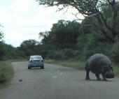 Im Kruger Park: ein Nilpferd, das direkt auf unser Auto zumarschiert. Ich wusste nicht dass die so gefährlich sind! sudafrika-journalismus-nilpferd