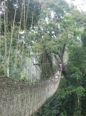 Hängebrücke im Kakum Nationalpark Cape Coast ghana-tiermedizin-aktivitaeten