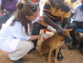 Impfaktion in einem Dorf ghana-tiermedizin-impfaktion
