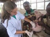 Schweinefarm: Ein Ferkel wird kastriert ghana-tiermedizin-kastration