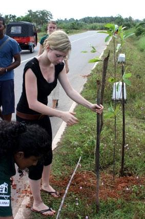Beim Social Outreach – Bäume pflanzen sri-lanka-medizin-baum