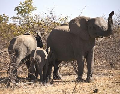 Elefantenfamilie naturschutz-botswana-elefanten-1