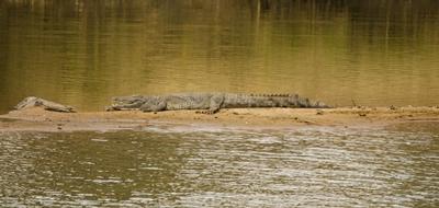 Krokodil am Limpopo-Fluss naturschutz-botswana-krokodil-1