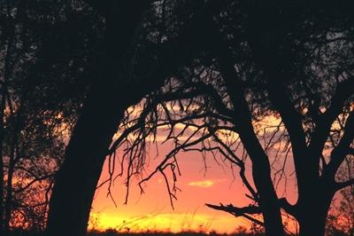 Sonnenuntergang naturschutz-botswana-sonnenuntergang-1