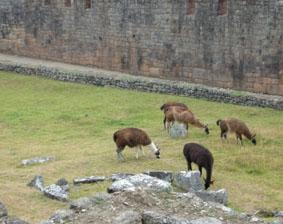 Lamas in Machu Picchu peru-inka-projekt-lamas
