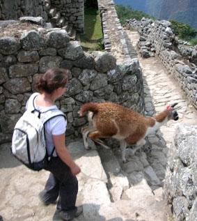 Ausflug nach Machu Picchu peru-inka-projekt-machu-picchu