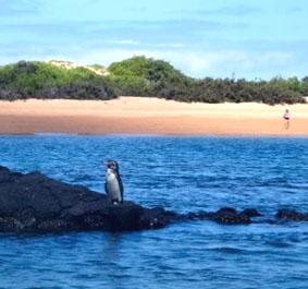 Ein Galapagos Pinguin auf Bartholomaie – mit den Pinguinen, Seelöwen und vielen bunten Fischen sind wir dort Schnorcheln gegangen. ecuador-unterrichten-pinguin