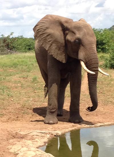 Elefant am Wasserloch Elefant im Naturschutz – Projekt Projects Abroad