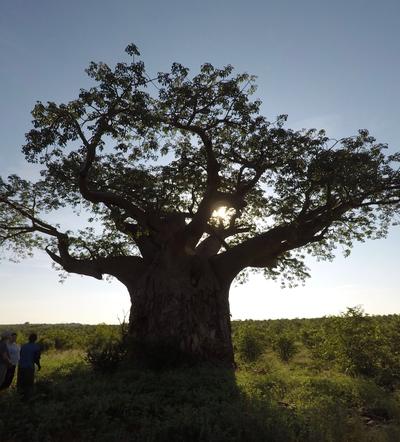 Baobab im Kwa Tuli Nationalpark Sonnenuntergang Landschaft in Botswana Südafrika
