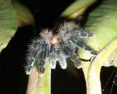 Vogelspinne Vogelspinne