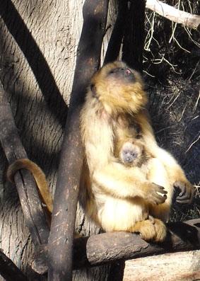Mutter mit Baby Argentinien Naturschutz Affen