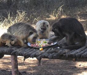 Schwarze Brüllaffen bei der Fütterung im Wald (von links: ein Baby, zwei Weibchen und ein Männchen) Argentinien Naturschutz Essen