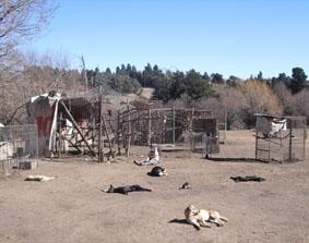 Die Affenkäfige mit einer Freiwilligen und Hunden Argentinien Naturschutz Hunde