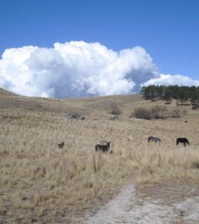 Landschaft mit freien Eseln und Pferden Argentinien Naturschutz Pferde
