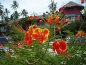 Wunderschone Pflanzen in Thailand Wunderschone Pflanzen in Thailand