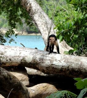 Affen am Strand von Manuel Antonio costa-rica-unterrichten-strand