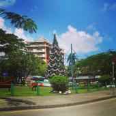 Weihnachtsbaum in Suva fiji-fidschi-sport-weihnachtsbaum-in-suva