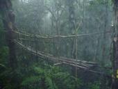 Der Regenwald in Monteverde Costa Rica-Sozialarbeit-Regenwald