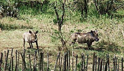 Kenia – Naturschutz Wildlife Safari Kenia – Naturschutz Wildlife Safari