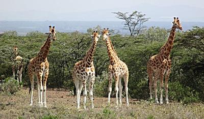 Kenia – Naturschutz Wildlife Safari Kenia – Naturschutz Wildlife Safari