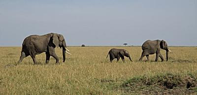 Kenia – Naturschutz Wildlife Safari Kenia – Naturschutz Wildlife Safari