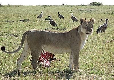 Kenia – Naturschutz Wildlife Safari Kenia – Naturschutz Wildlife Safari