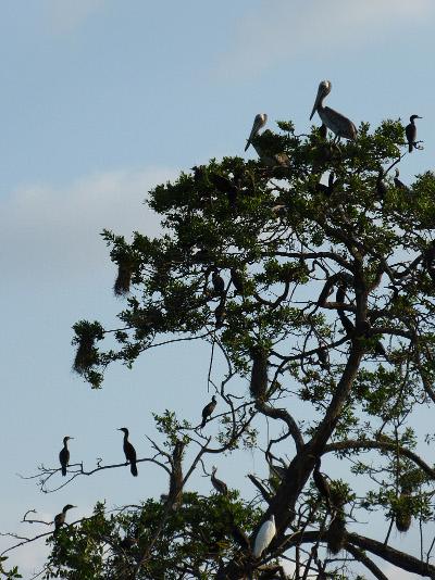 Naturschutz & Spanisch Sprachkurs in Mexiko mexiko-naturschutz-and-spanisch-sprachkurs
