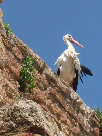 Wild Life Marokko Unterrichten Storch