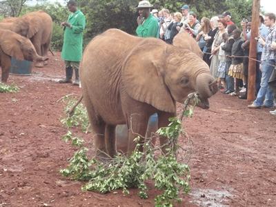 Baby-Elefant im Waisenhaus, Nairobi kenia-naturschutz-elefant