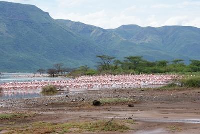 Unzählige Flamingos am Lake Bogaria kenia-naturschutz-flamingos